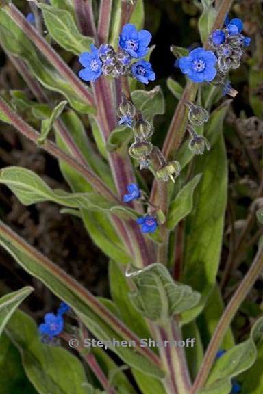 cynoglossum amabile 1 graphic